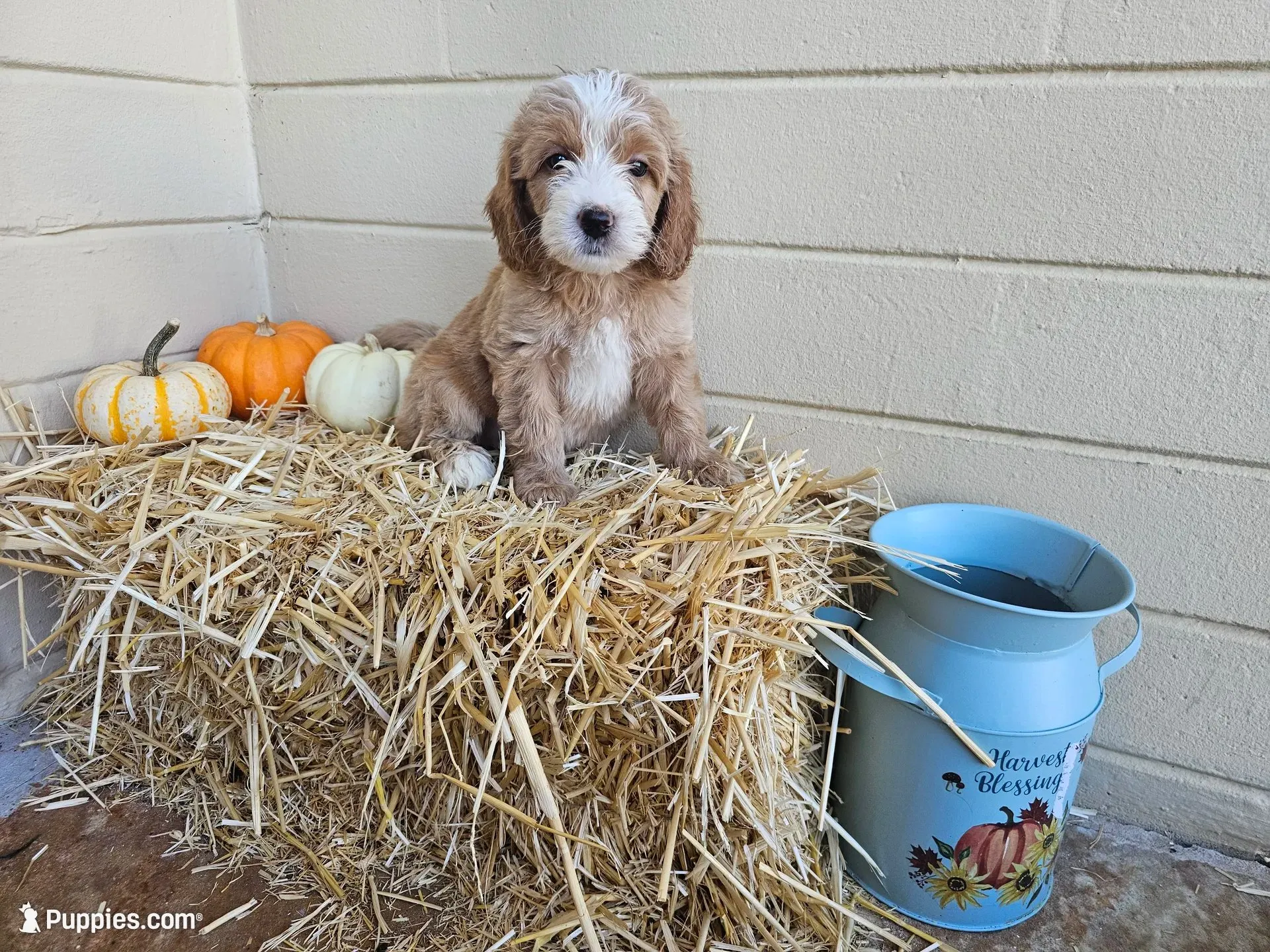 Apple Pie, a male Miniature Goldendoodle for sale in Daytona Beach, FL – 1 of 3