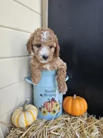 Allspice, a female Miniature Goldendoodle for sale in Daytona Beach, FL – 4 of 6