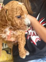 Biscuit, a male Poodle - Miniature  for sale in Daytona Beach, FL – 4 of 6