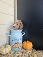 Allspice, a female Miniature Goldendoodle for sale in Daytona Beach, FL – 3 of 6
