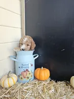 Allspice, a female Miniature Goldendoodle for sale in Daytona Beach, FL – 2 of 6