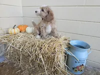 Apple Pie, a male Miniature Goldendoodle for sale in Daytona Beach, FL – 3 of 3
