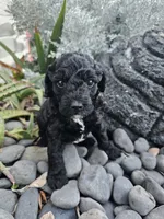 Zoey, a female Poodle - Miniature  for sale in Daytona Beach, FL – 2 of 3