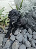 Zoey, a female Poodle - Miniature  for sale in Daytona Beach, FL – 3 of 3
