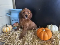 Cinnamon Sticks, a male Miniature Goldendoodle for sale in Daytona Beach, FL – 8 of 9
