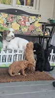 Queen, a female Poodle - Miniature  for sale in Daytona Beach, FL – 3 of 3