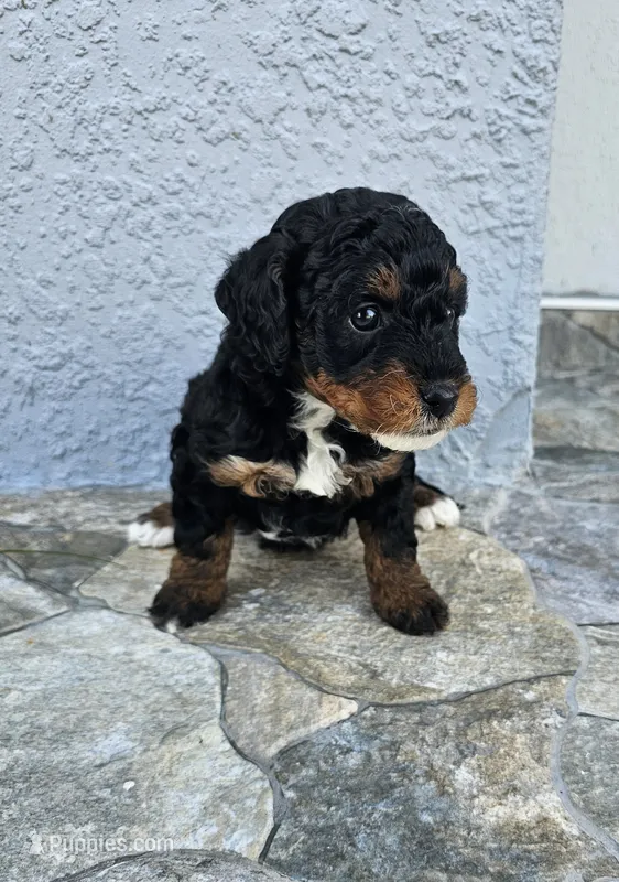 Jet – Miniature Bernedoodle puppy for sale in Daytona Beach, FL