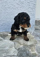 Jet, a female Miniature Bernedoodle for sale in Daytona Beach, FL – 1 of 4