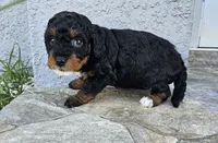 Jet, a female Miniature Bernedoodle for sale in Daytona Beach, FL – 2 of 4