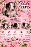 LH Chihuahua, a female Chihuahua for sale in Clinton Township, MI – 1 of 2