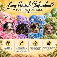 LH Chihuahua, a male Chihuahua for sale in Clinton Township, MI – 2 of 2