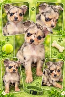 LH Merle Chihuahua, a male Chihuahua for sale in Clinton Township, MI – 1 of 3