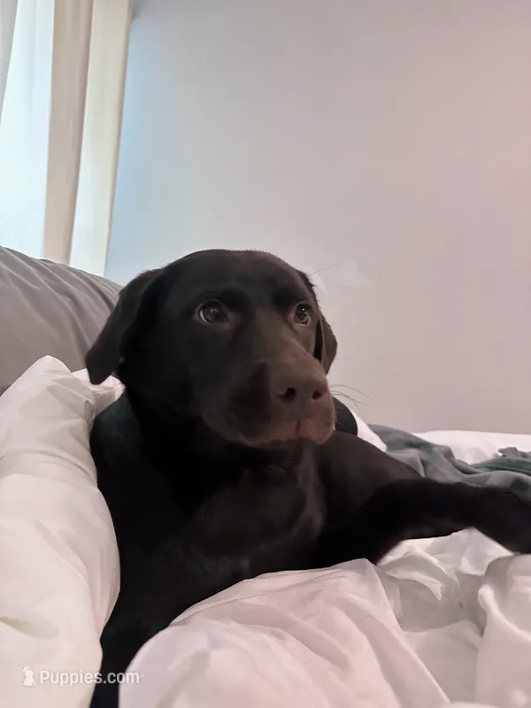 COCO – Labrador Retriever puppy for sale in Avon Park, FL