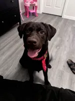 COCO, a female Labrador Retriever for sale in Avon Park, FL – 2 of 3