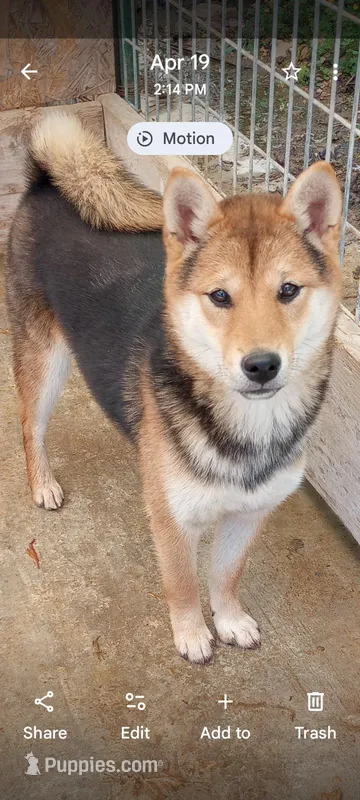 Molly – Shiba Inu puppy for sale in Ava, MO