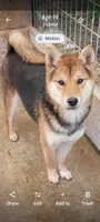 Molly, a female Shiba Inu for sale in Ava, MO – 1 of 7