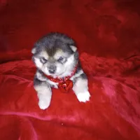 Molly, a female Shiba Inu for sale in Ava, MO – Photo 4 of 6