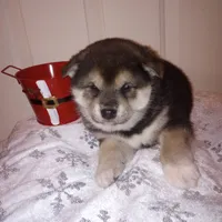 Molly, a female Shiba Inu for sale in Ava, MO – Photo 2 of 6