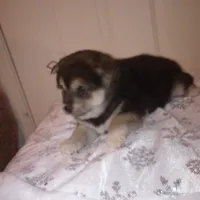 Molly, a female Shiba Inu for sale in Ava, MO – Photo 1 of 6