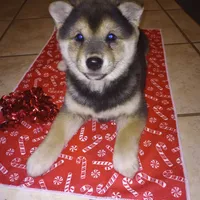 Molly, a female Shiba Inu for sale in Ava, MO – Photo 6 of 6