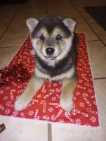 processed/89e1ed52-c63a-4354-ba9d-4c5e774e6d31/listing/451e9e68-4942-4fbb-9e45-9e7f71998e73/d9b2b2a6-ea80-40dc-94e9-8c66466b3bb0