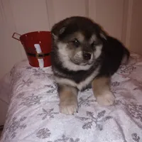 Molly, a female Shiba Inu for sale in Ava, MO – Photo 3 of 6