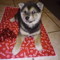 Molly, a female Shiba Inu for sale in Ava, MO – Photo 5 of 6