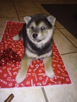 processed/89e1ed52-c63a-4354-ba9d-4c5e774e6d31/listing/451e9e68-4942-4fbb-9e45-9e7f71998e73/f05bcd91-18e1-43fe-b8a5-fc582242bd74