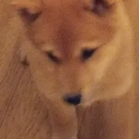 Sally, a female Shiba Inu for sale in Ava, MO – Photo 2 of 5