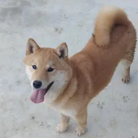 Sally, a female Shiba Inu for sale in Ava, MO – Photo 1 of 5