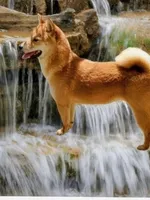Sally, a female Shiba Inu for sale in Ava, MO – 6 of 6