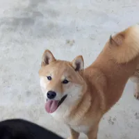 Sally, a female Shiba Inu for sale in Ava, MO – Photo 5 of 5