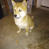 Sally, a female Shiba Inu for sale in Ava, MO – Photo 4 of 5