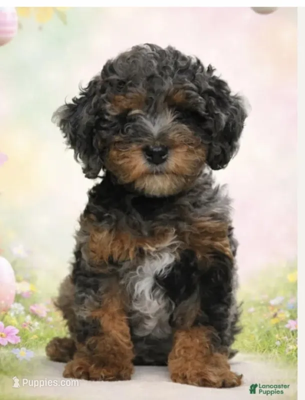 Cody  – Poodle - Toy  puppy for sale in Cape May, NJ