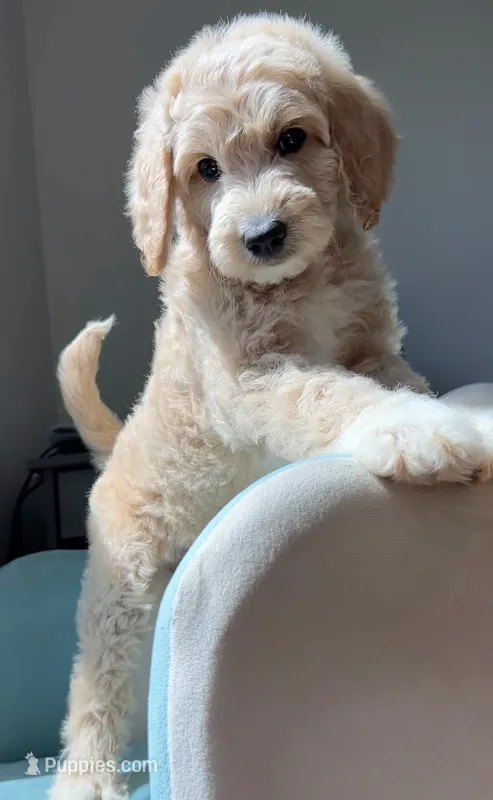 💛Bailey – Goldendoodle puppy for sale in Tyler, TX