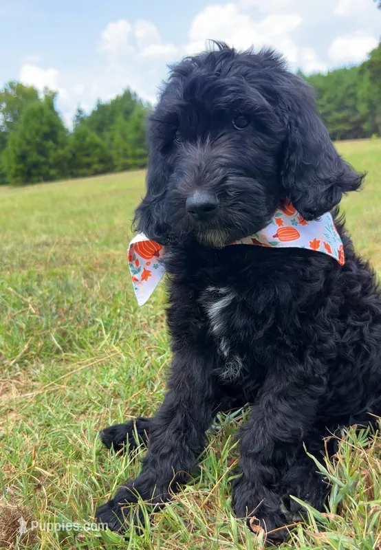 Standard F1BB Goldendoodle  – Goldendoodle puppy for sale in Tyler, TX