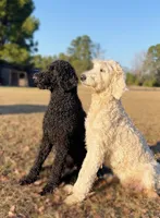 Standard F1BB Goldendoodle , a female Goldendoodle for sale in Tyler, TX – 3 of 4