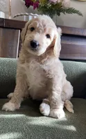 Bailey, a female Goldendoodle for sale in Tyler, TX – 1 of 3
