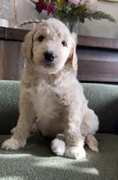 Bailey, a female Goldendoodle for sale in Tyler, TX – 2 of 3