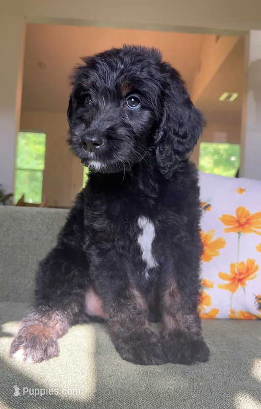 Jack – Goldendoodle puppy for sale in Tyler, TX