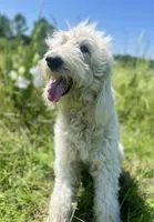 Standard F1BB Goldendoodle , a female Goldendoodle for sale in Tyler, TX – 4 of 4