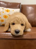 Lake, a male Goldendoodle for sale in Tyler, TX – 3 of 6