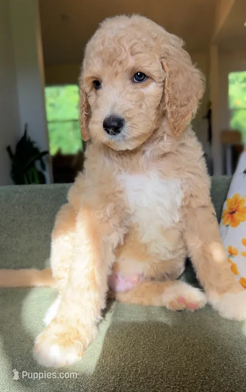 Lake – Goldendoodle puppy for sale in Tyler, TX