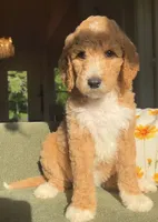 Standard F1BB- River, a male Goldendoodle for sale in Tyler, TX – 2 of 4
