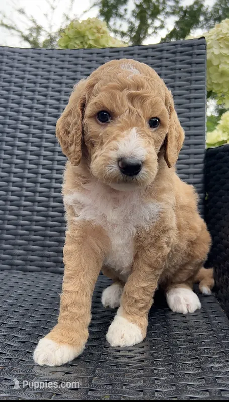 Lake – Goldendoodle puppy for sale in Tyler, TX