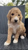 Lake, a male Goldendoodle for sale in Tyler, TX – 1 of 3