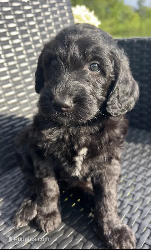Luna – Goldendoodle puppy for sale in Tyler, TX