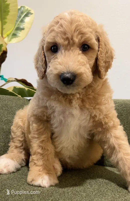 Lake – Goldendoodle puppy for sale in Tyler, TX