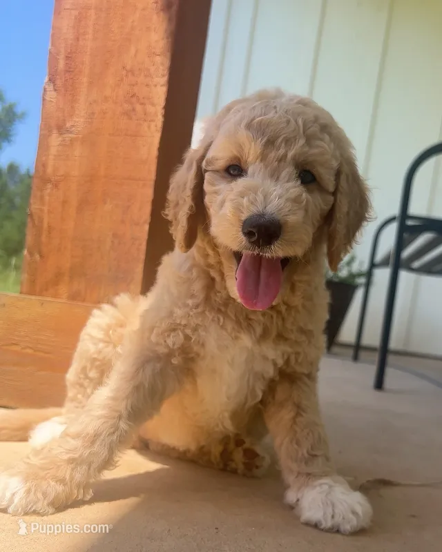 💙Lake – Goldendoodle puppy for sale in Tyler, TX