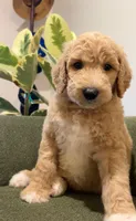 Lake, a male Goldendoodle for sale in Tyler, TX – 2 of 6